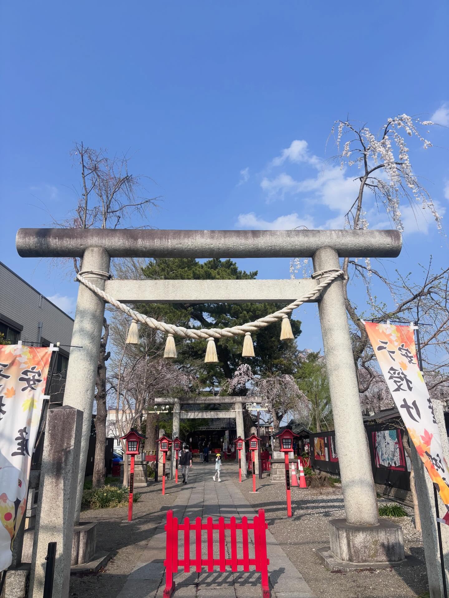 こんにちはお向かいの  #鴻神社 さんの桜がとても綺麗でした⛩店内からも見えるので幸せな気持ちになります️⁡ #賃貸 #アパート #埼玉 #鴻巣
